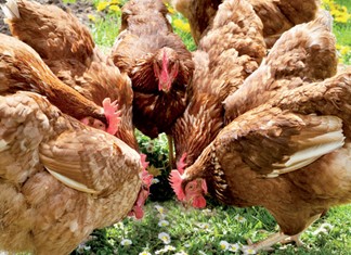 Κοτόπουλα Θεσσαλίας: Εκσυγχρονισμός μέσω Αναπτυξιακού 