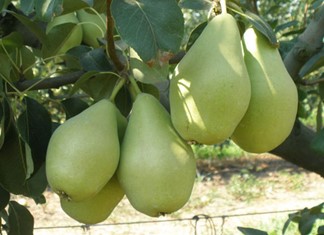 Θεσσαλία: Φόβοι για χαμηλή παραγωγή στα αχλάδια