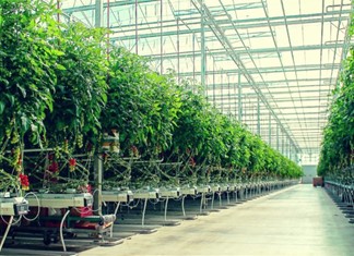 Νέες επενδύσεις ύψους 25 εκ. σε ντομάτα - λαχανικά