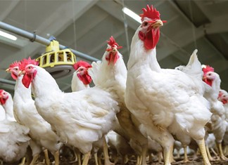 Πτηνοτροφία: Πλήθος επενδύσεων από Πιερία μέχρι Άρτα