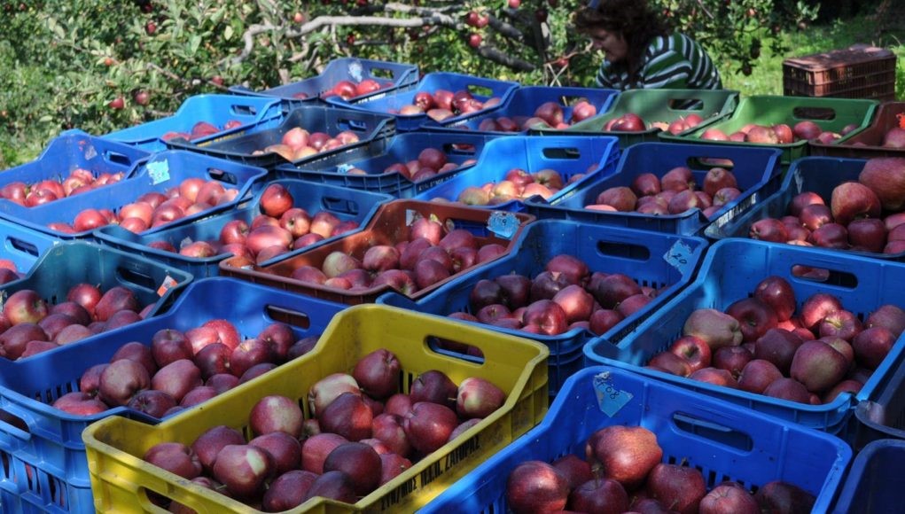 Αυξήθηκαν 20% οι πωλήσεις των μήλων Ζαγοράς