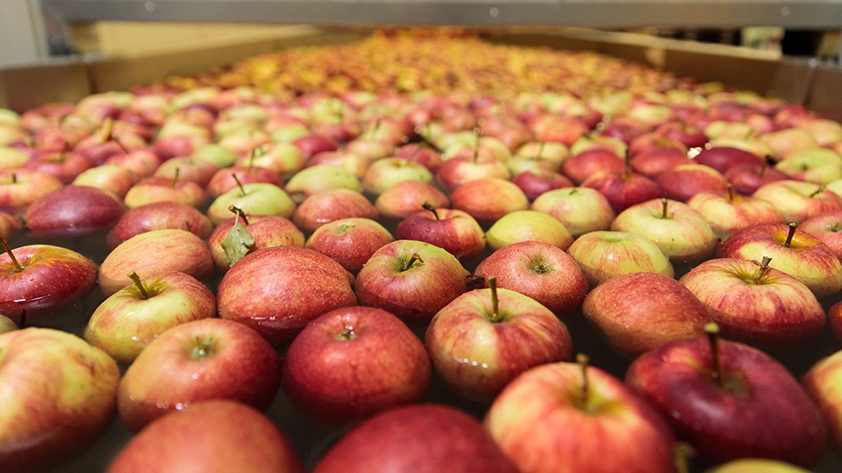 Απάτη στον συνεταιρισμό Αγιάς με 17,5 τόνους μήλα