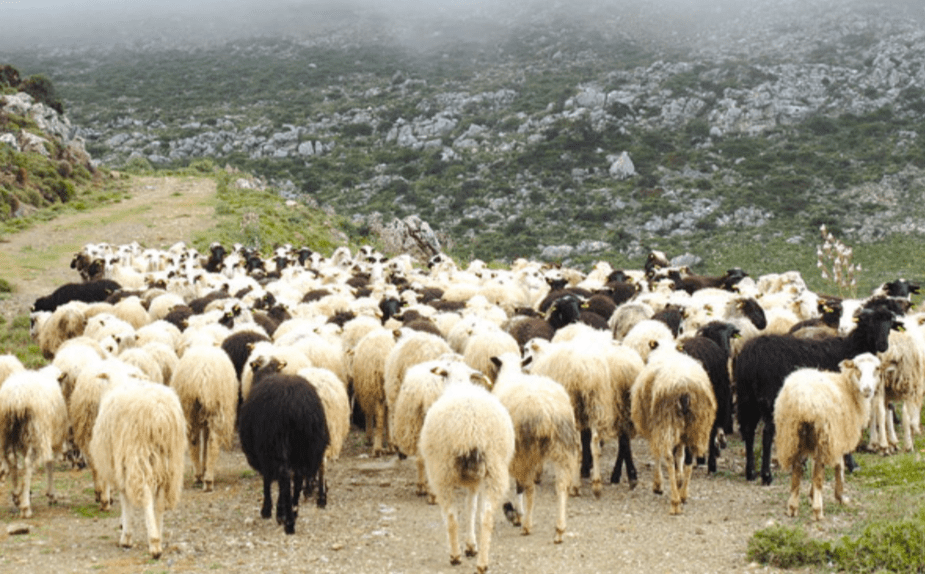 S.O.S από τους κτηνοτρόφους σε σύσκεψη στον Τύρναβο